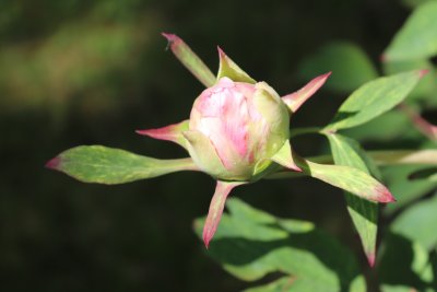 Paeonia suffruticosa - pivoňka keřovitá - pupen květu